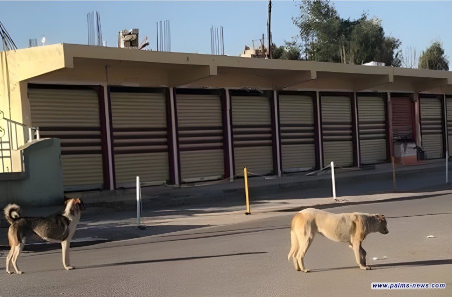 عبر 1500 حملة.. أمانة بغداد تكشف حصيلة عمليات الحد من الكلاب السائبة